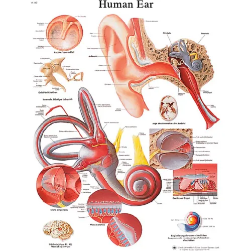 3B® Anatomical Chart - Ear, Laminated