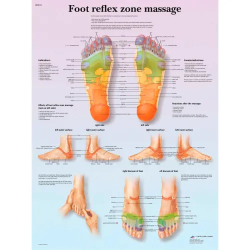 3B® Anatomical Chart - Foot Massage, Reflex Zone, Paper