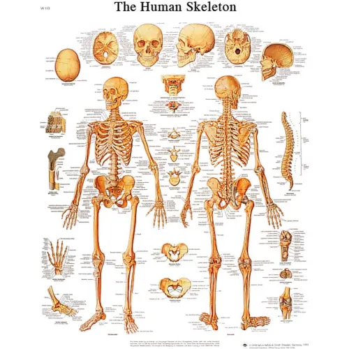 3B® Anatomical Chart - Skeleton, Laminated