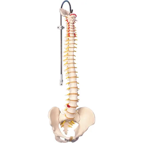 3B® Anatomical Model - Flexible Spine, Classic, Male