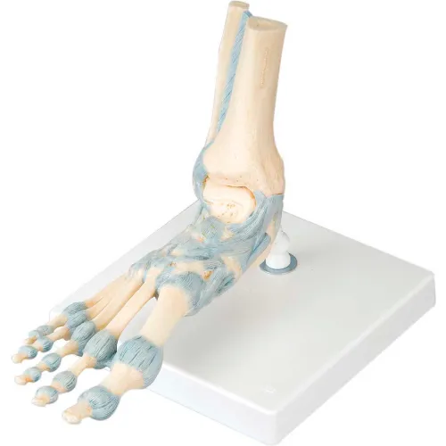 3B® Anatomical Model - Foot Skeleton with Ligaments