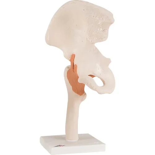 3B® Anatomical Model - Functional Hip Joint