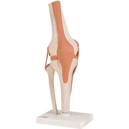 3B® Anatomical Model - Functional Knee Joint