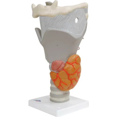 3B® Anatomical Model - Functional Larynx (2.5X Size)