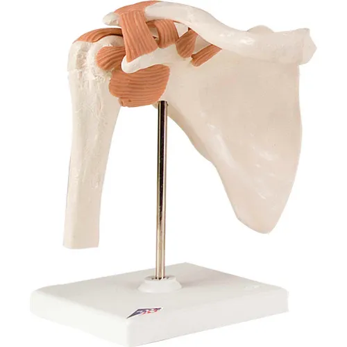 3B® Anatomical Model - Functional Shoulder Joint