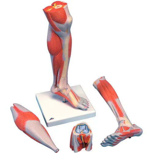 3B® Anatomical Model - Life Size Lower Muscle Leg with Detachable Knee, 3-Part