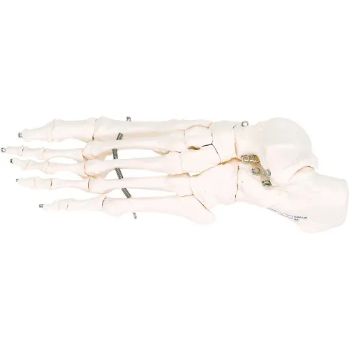 3B® Anatomical Model - Loose Bones, Foot Skeleton, Left