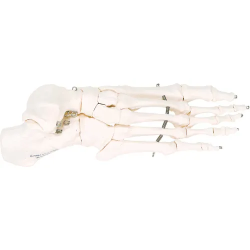 3B® Anatomical Model - Loose Bones, Foot Skeleton, Right