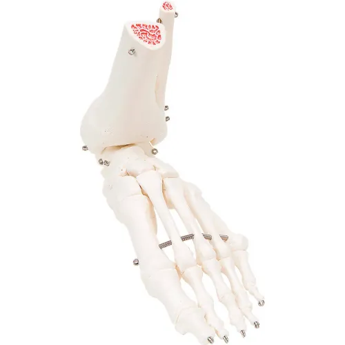 3B® Anatomical Model - Loose Bones, Foot Skeleton with Ankle, Left