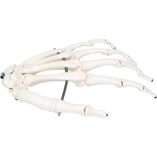3B® Anatomical Model - Loose Bones, Hand Skeleton, Left