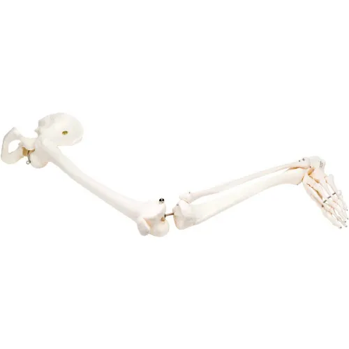 3B® Anatomical Model - Loose Bones, Leg Skeleton with Hip, Left