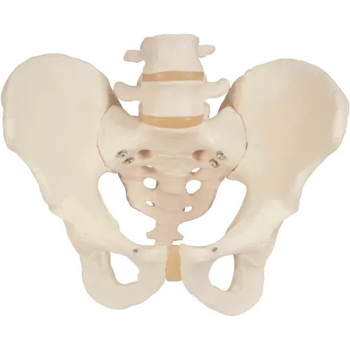 3B® Anatomical Model - Male Pelvic Skeleton