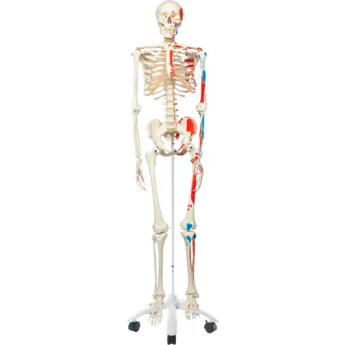 3B® Anatomical Model - Max The Muscle Skeleton on Roller Stand