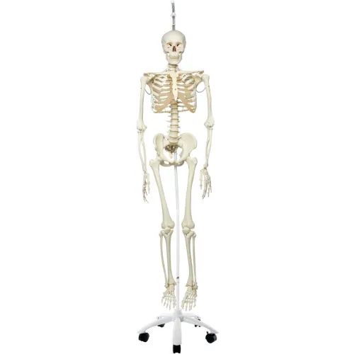 3B® Anatomical Model - Phil The Physiological Skeleton on Roller Stand