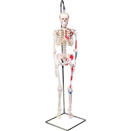 3B® Anatomical Model - Shorty The Mini Skeleton with Muscles on Hanging Stand