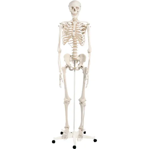 3B® Anatomical Model - Stan The Classic Skeleton on Roller Stand